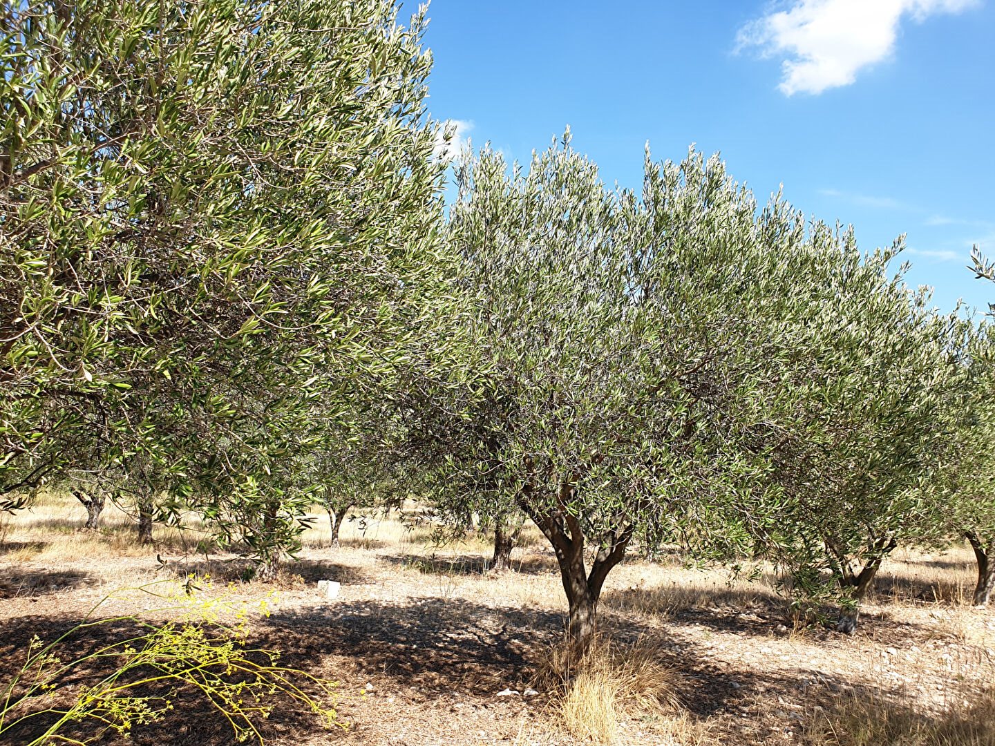 Maison à vendre, 700m², Mouriès