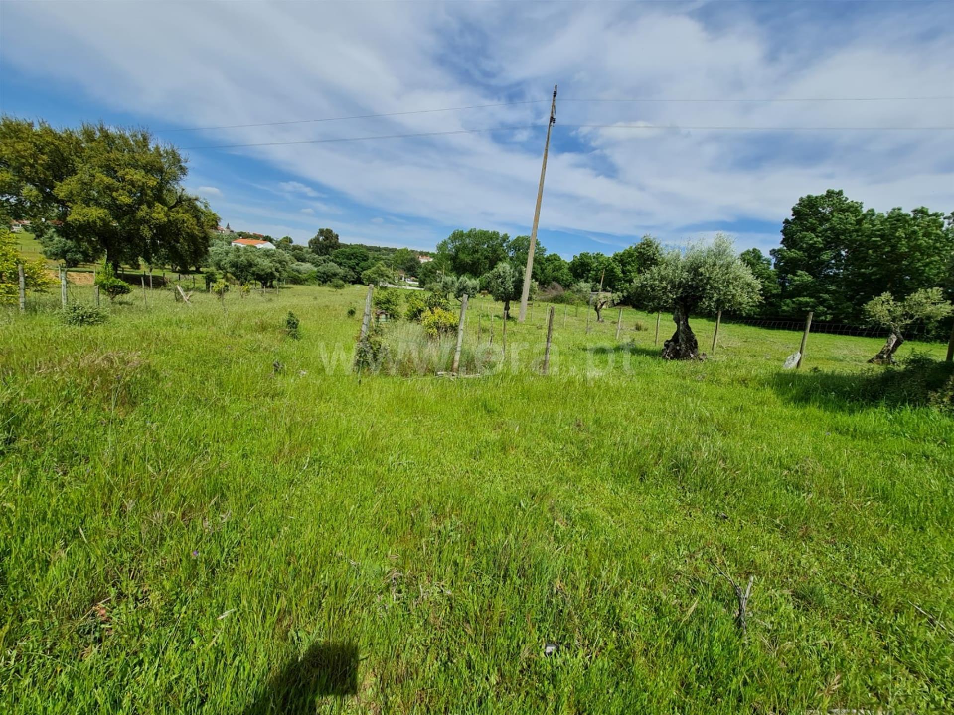 Farm