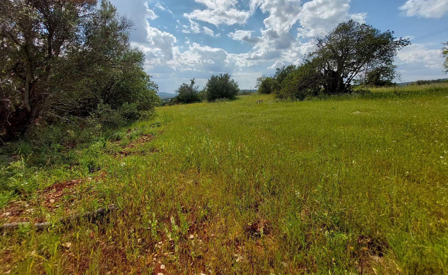 Purchase: Land (8005)