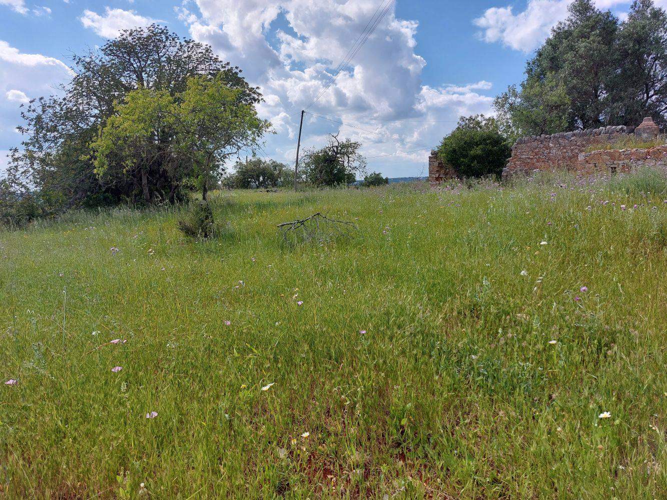 Purchase: Land (8005)
