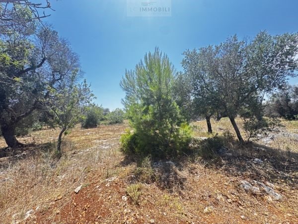 Carovigno (Brindisi) photo 3
