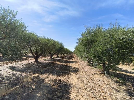 Terrain 20000 m² · à Azille · 79 000 €