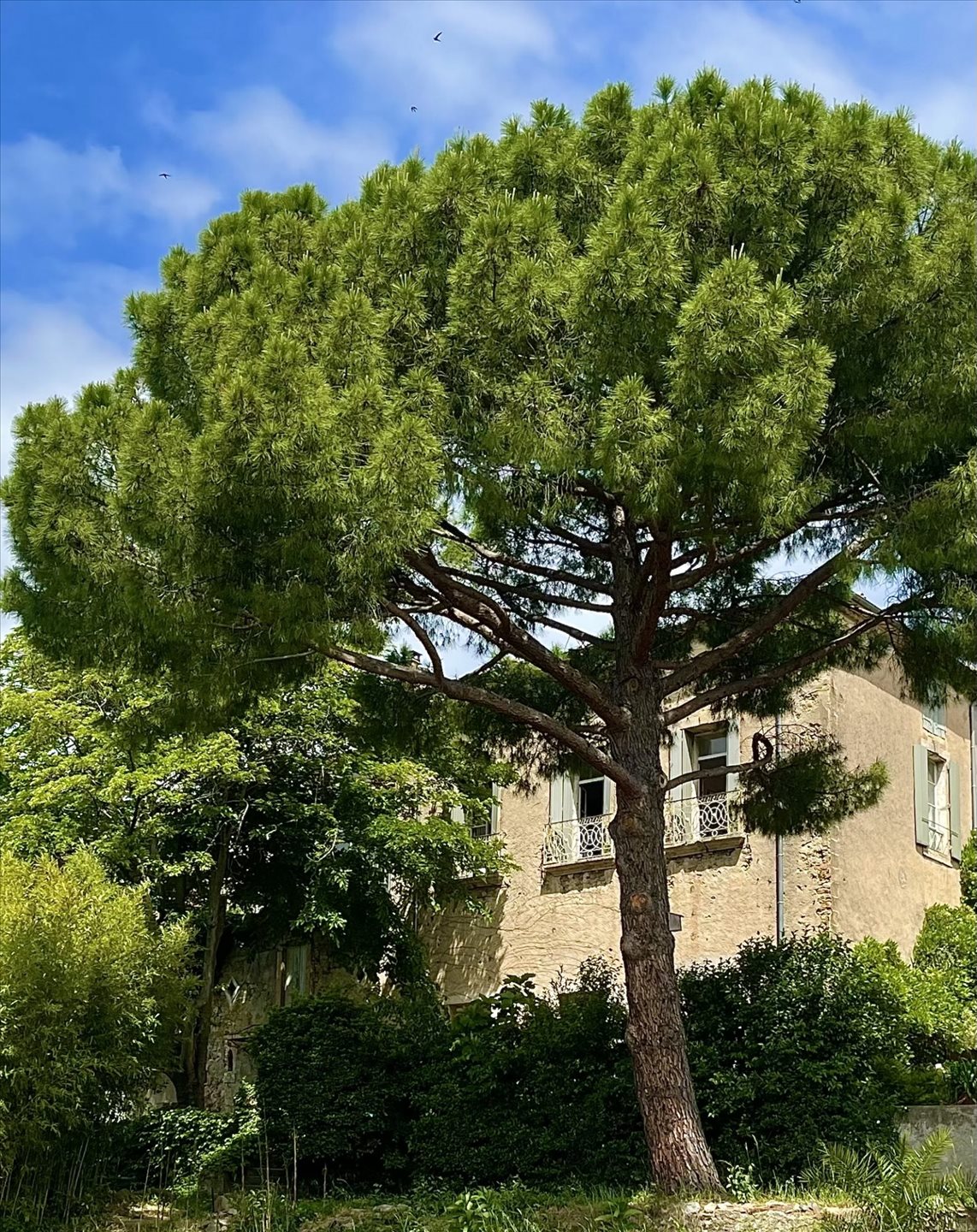 Maison à vendre, 375m², Neffiès