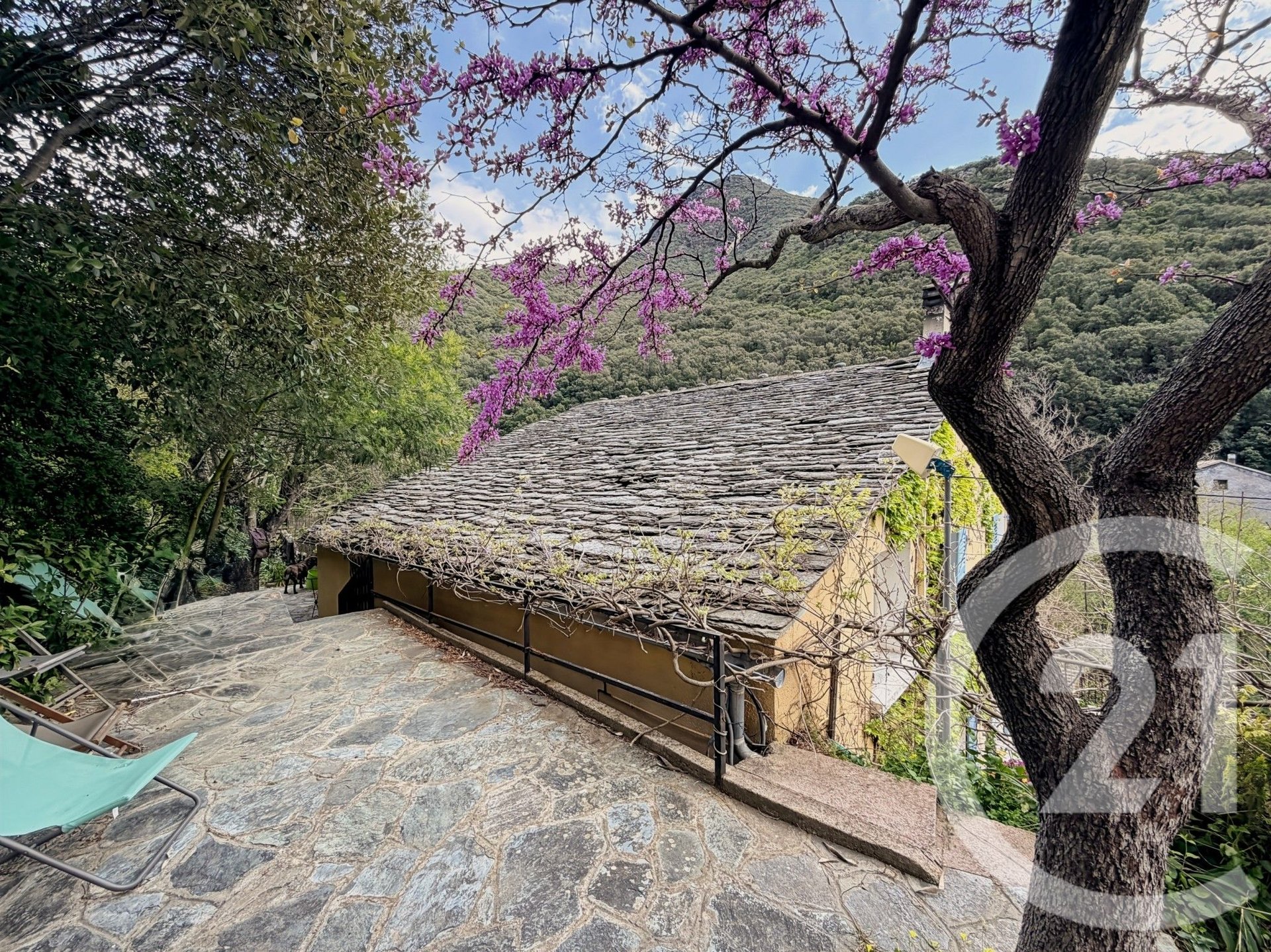 Olmeta-di-Capocorso (Upper Corsica) photo 3