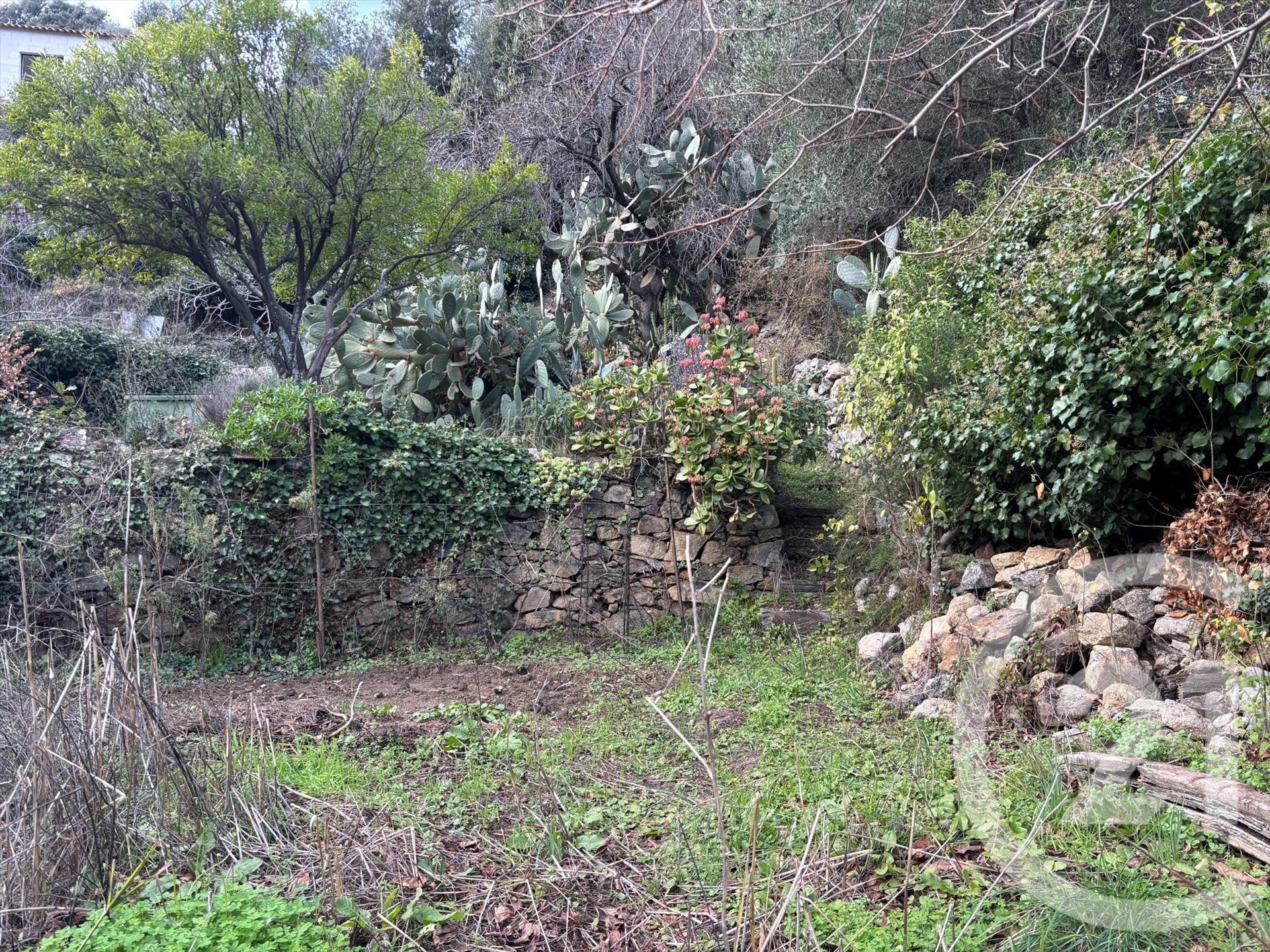 Occhiatana (Upper Corsica) photo 2