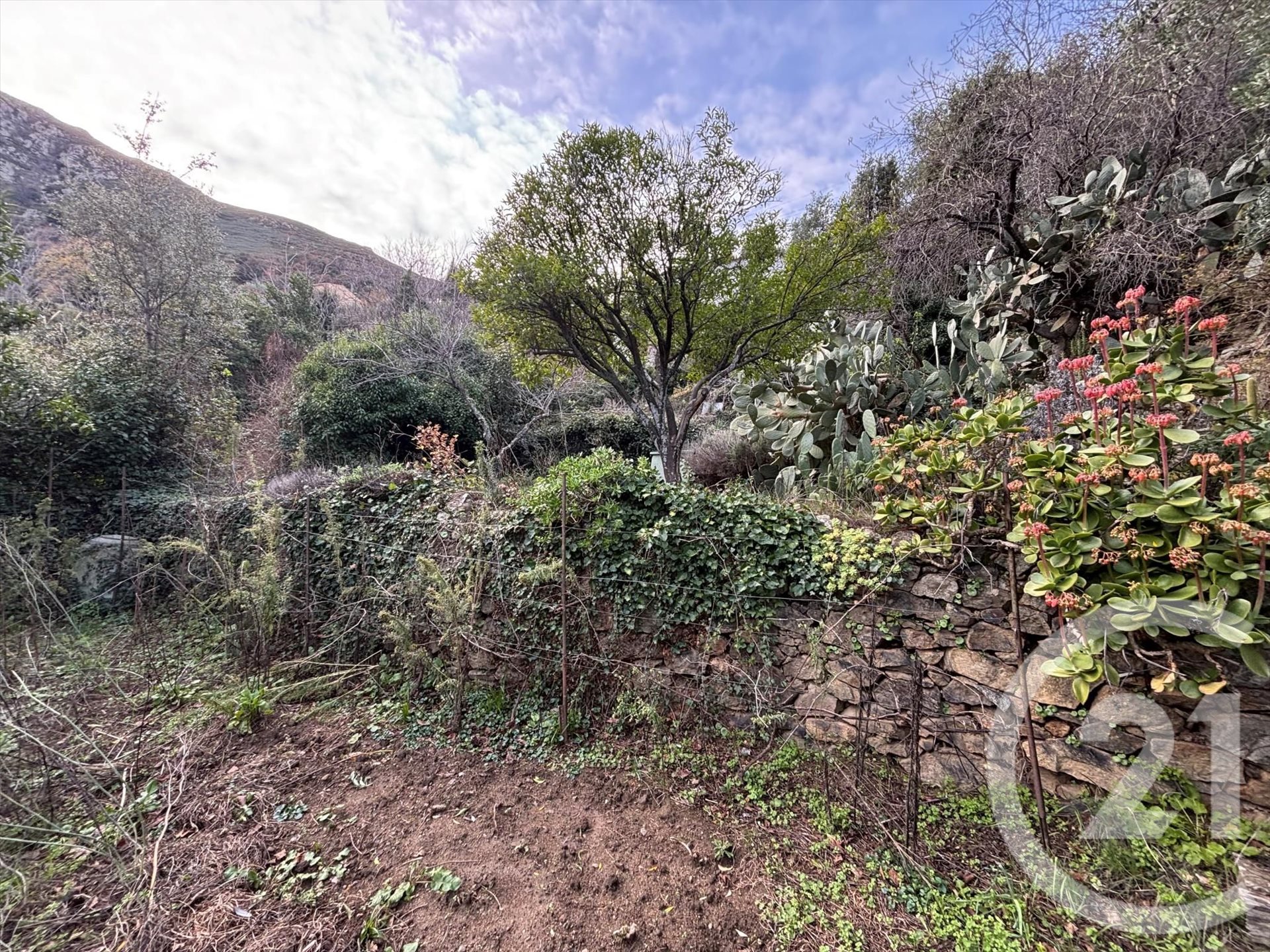 Occhiatana (Upper Corsica) photo 3