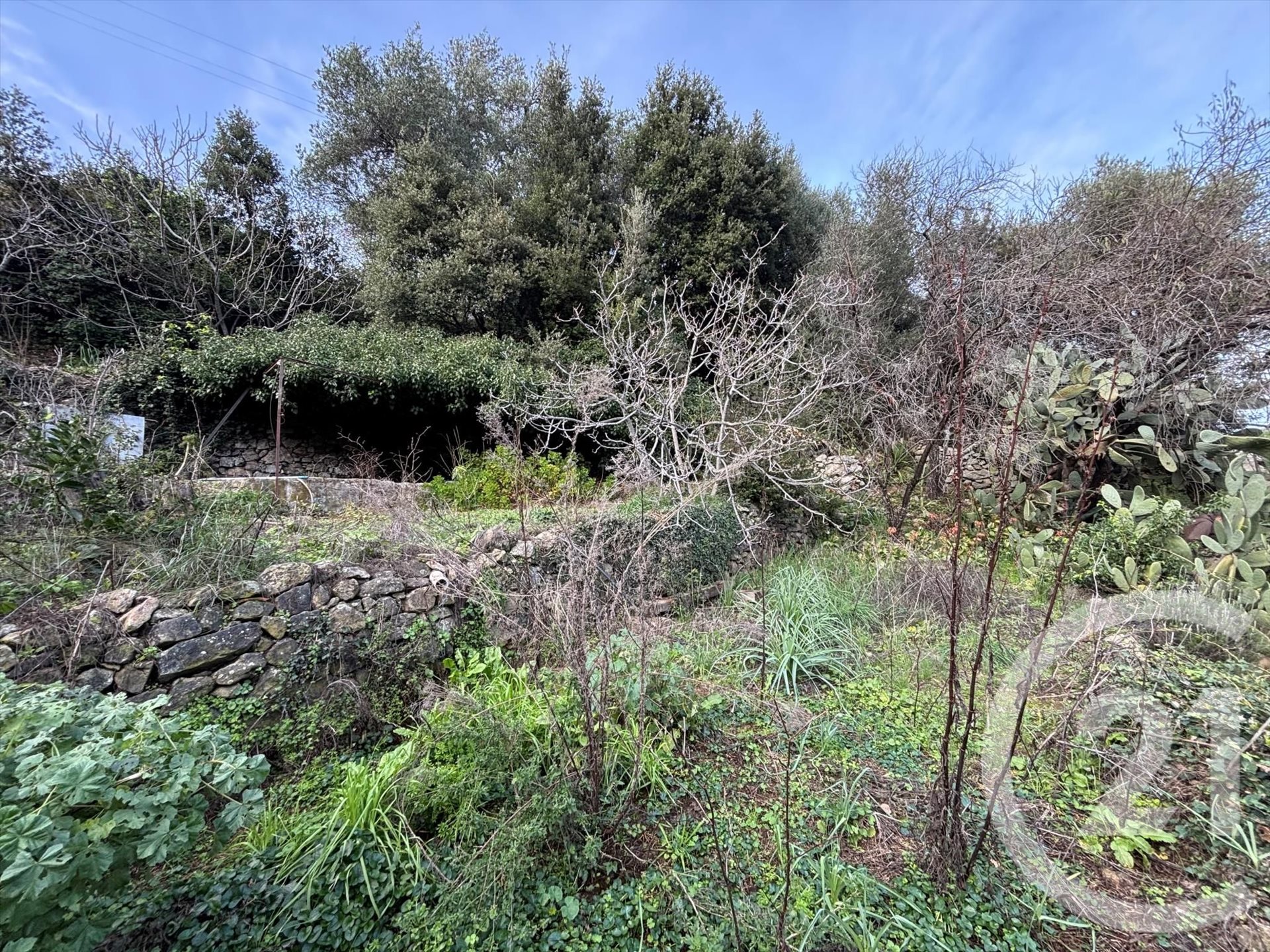 Occhiatana (Upper Corsica) photo 4
