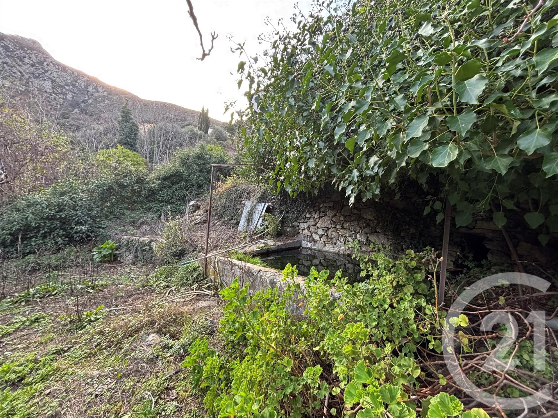 Occhiatana (Upper Corsica) photo 5