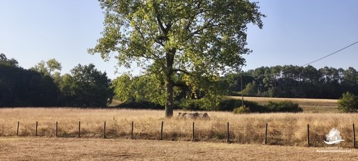 Saint-Martin-de-Gurson (Dordogne) photo 3
