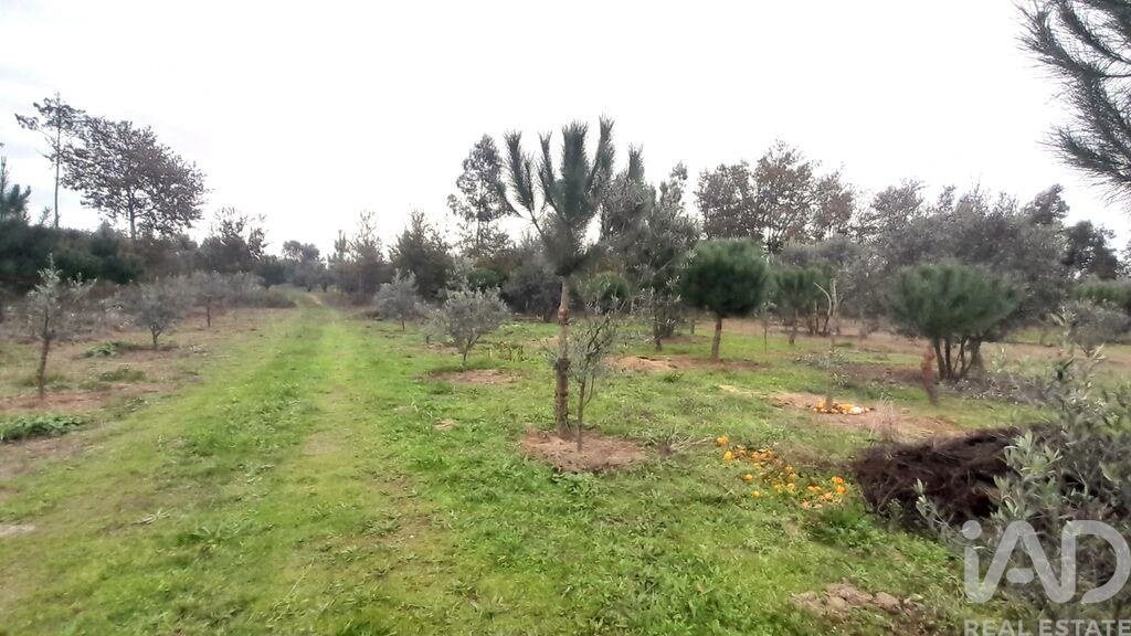 Tierra en el Coimbra, Oliveira do Hospital