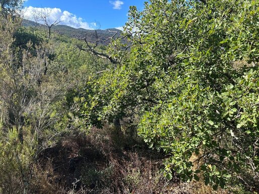 Terrain 5496 m² · à Céret · 13 500 €