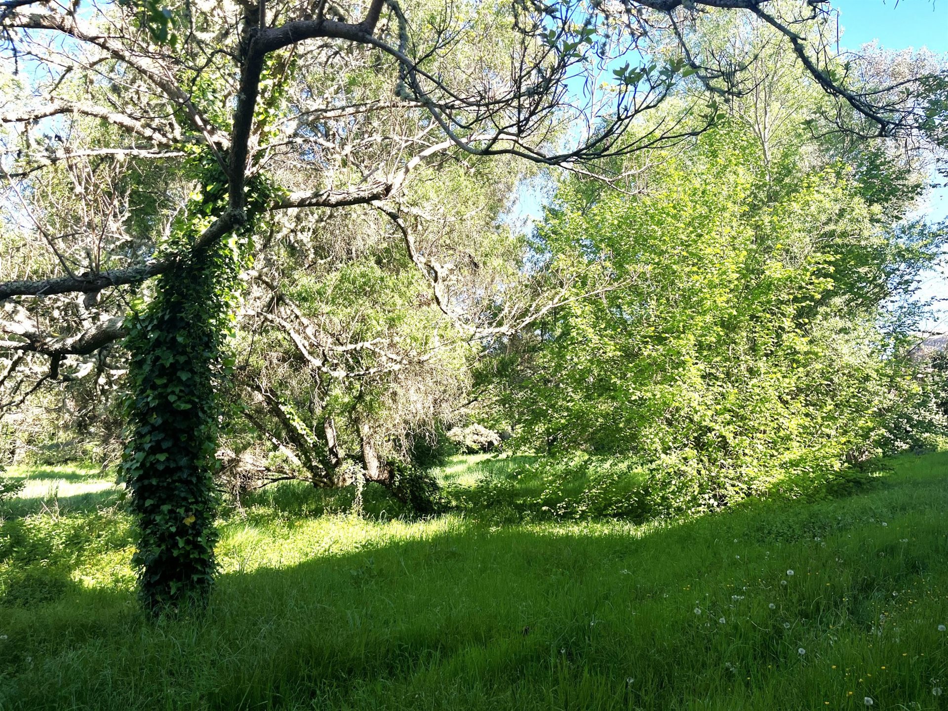 Maison à vendre, 500m², Captieux