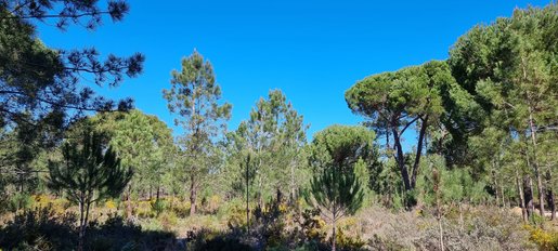 Comporta (Alcácer do Sal)