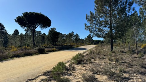 Comporta (Alcácer do Sal) photo 3