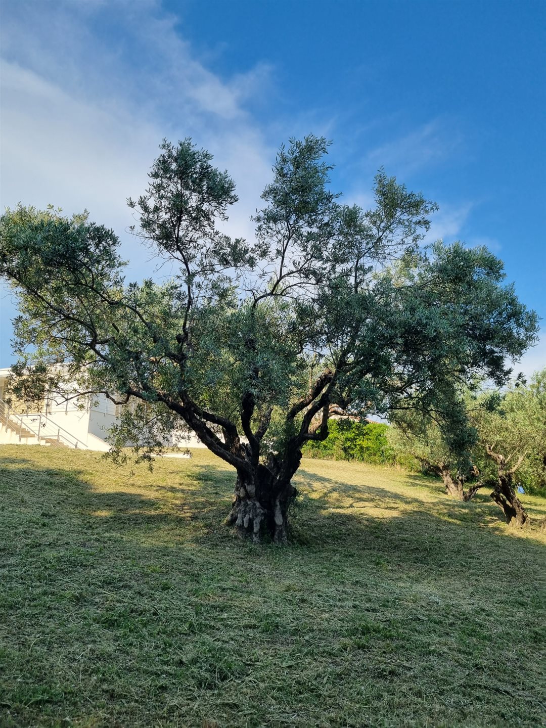 Maison à vendre, 260m², Manosque