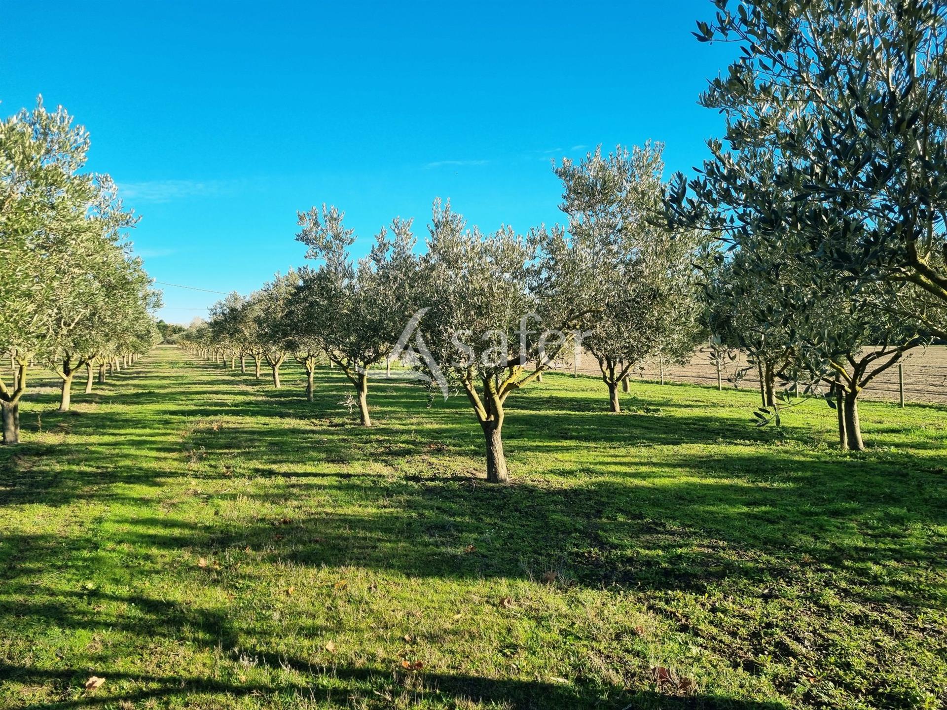 Maison à vendre, 337m², Aigues-Mortes