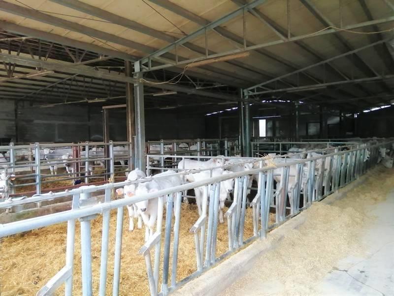 Land - Umbria - For Sale - A6380TAA