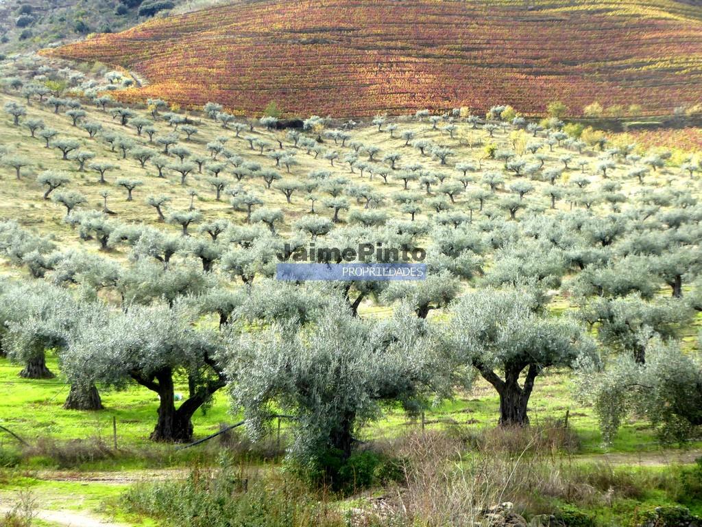 Boerderij 245 hectare, productief olijfgaard, productieve wijngaard. Foz Côa. Portugal, Guarda, Dou