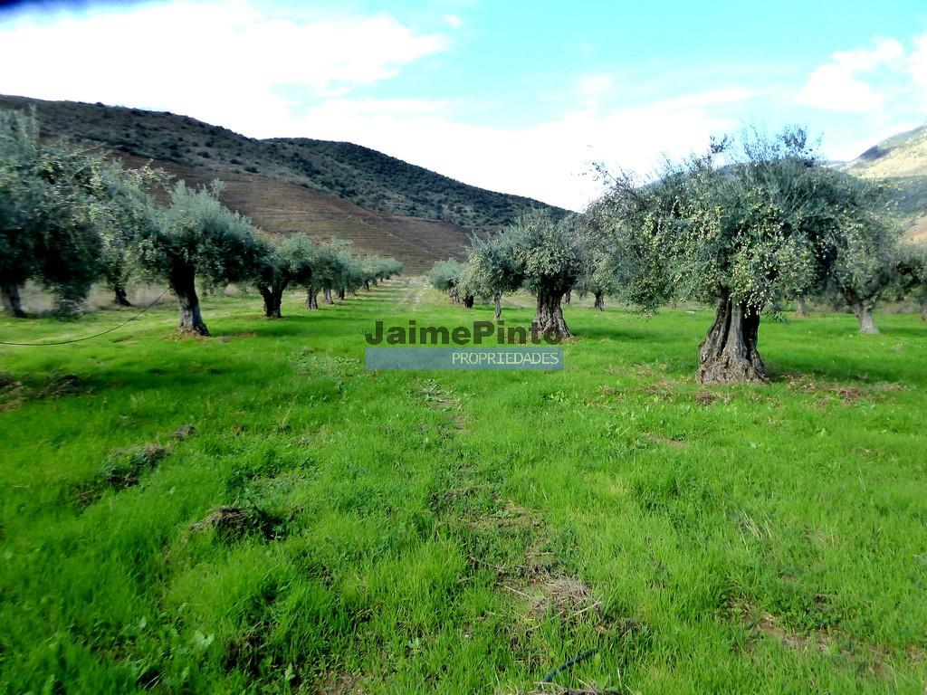 Boerderij 245 hectare, productief olijfgaard, productieve wijngaard. Foz Côa. Portugal, Guarda, Dou