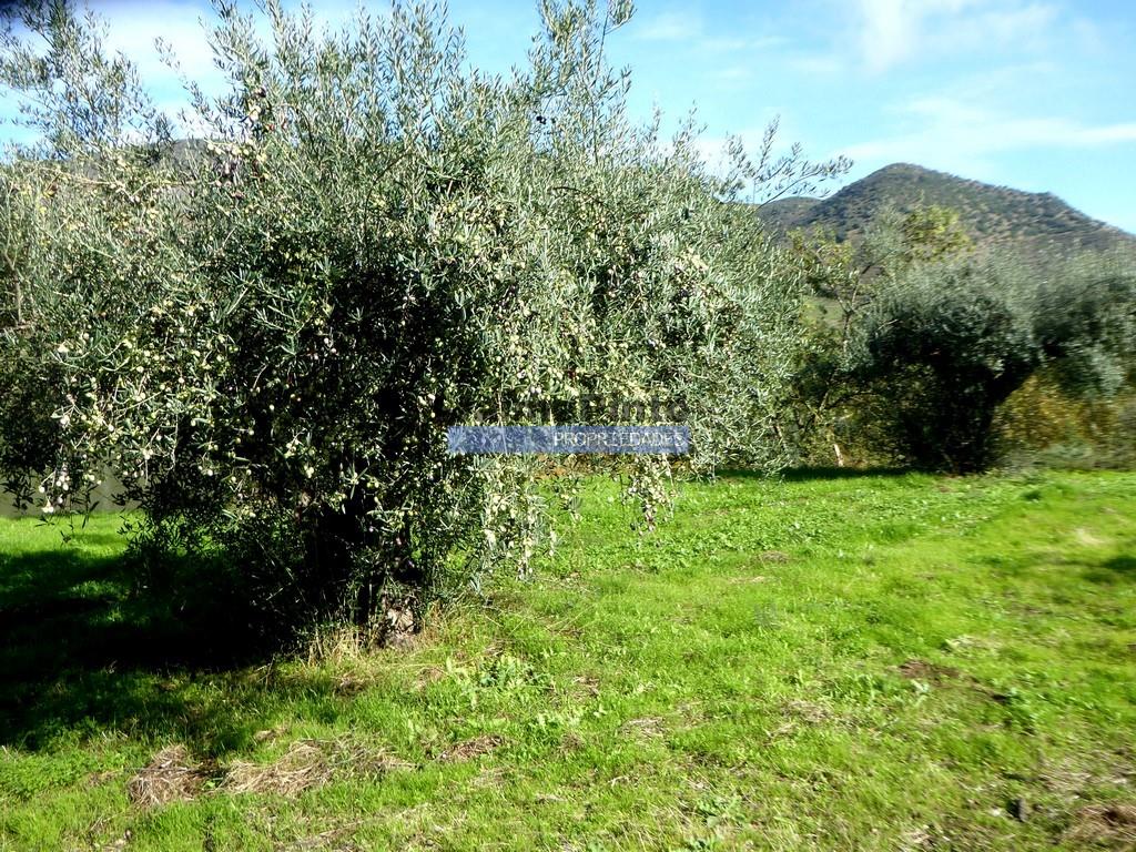 Boerderij 245 hectare, productief olijfgaard, productieve wijngaard. Foz Côa. Portugal, Guarda, Dou