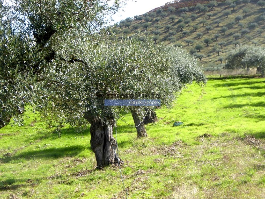 Boerderij 245 hectare, productief olijfgaard, productieve wijngaard. Foz Côa. Portugal, Guarda, Dou