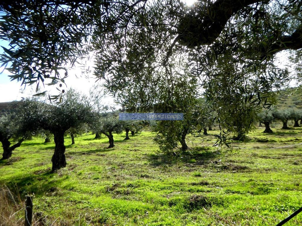 Boerderij 245 hectare, productief olijfgaard, productieve wijngaard. Foz Côa. Portugal, Guarda, Dou