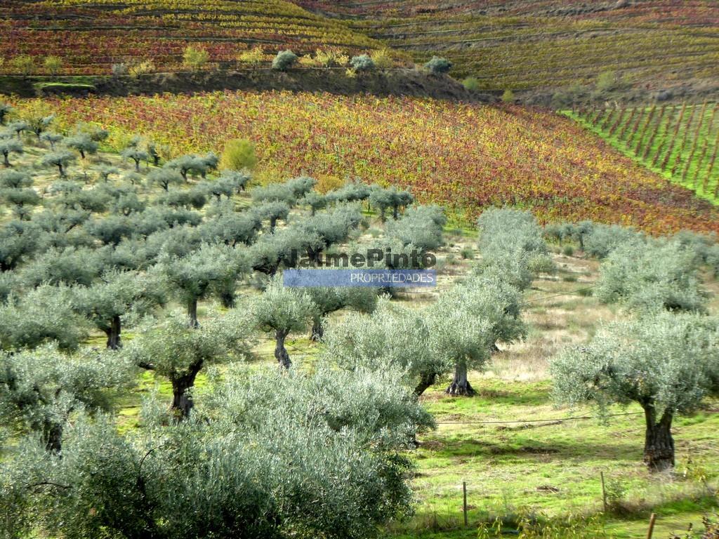 Boerderij 245 hectare, productief olijfgaard, productieve wijngaard. Foz Côa. Portugal, Guarda, Dou