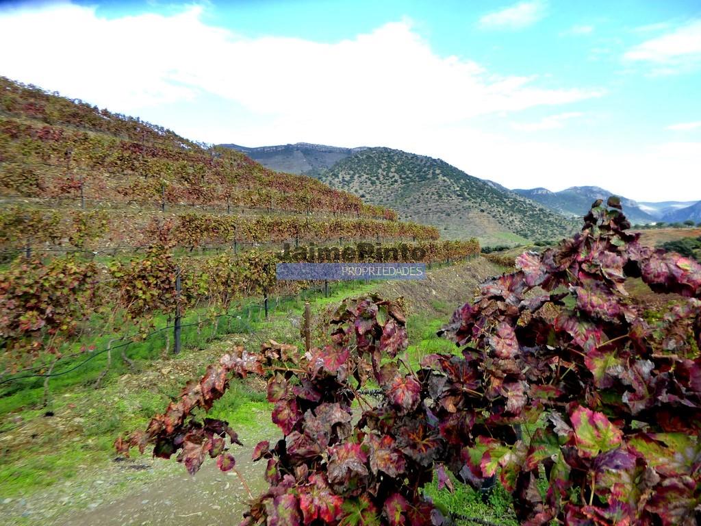Boerderij 245 hectare, productief olijfgaard, productieve wijngaard. Foz Côa. Portugal, Guarda, Dou