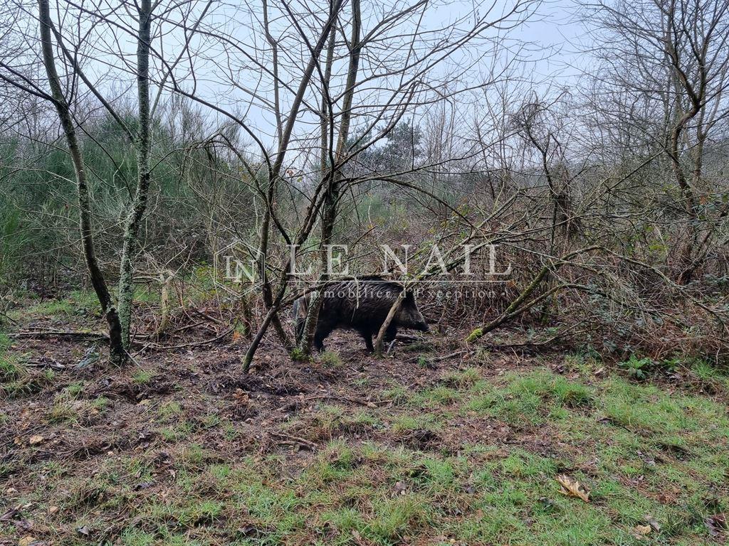 Maison à vendre, 1000m², Lamotte-Beuvron