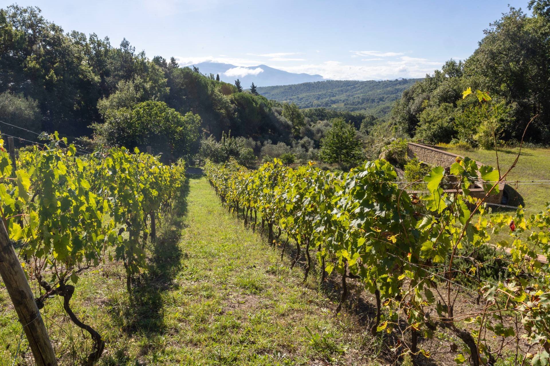 Montalcino (Siena) photo 2