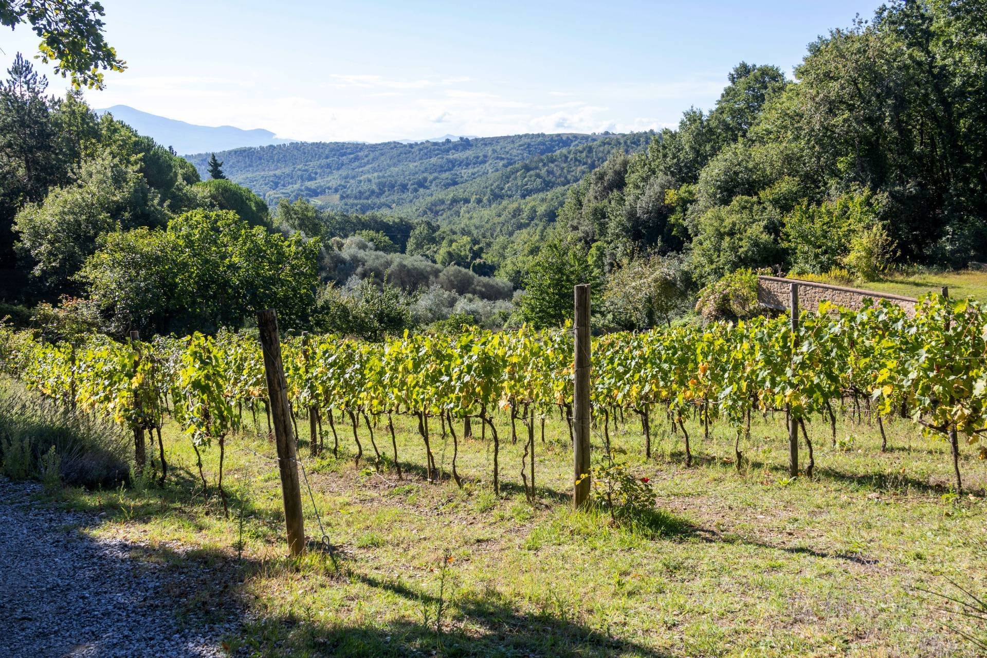 Montalcino (Siena) photo 3