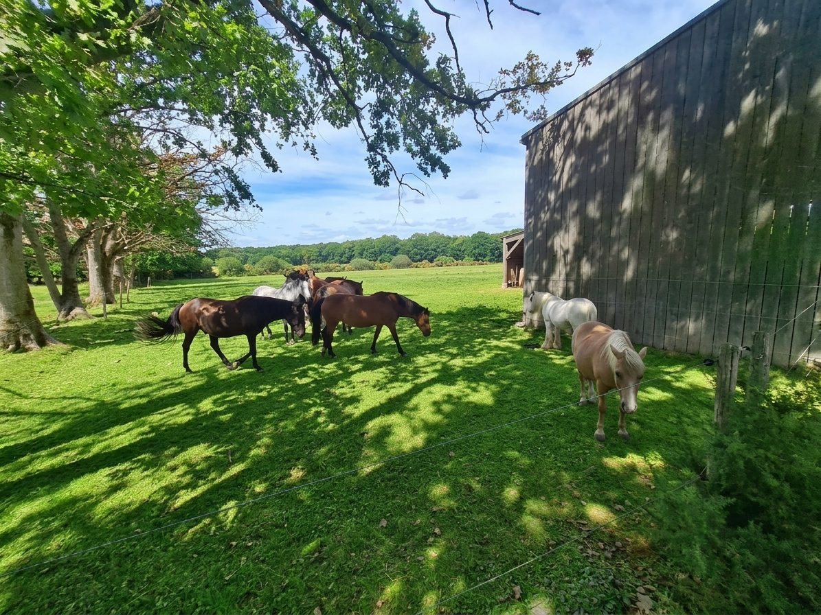 Maison à vendre, 250m², Blain