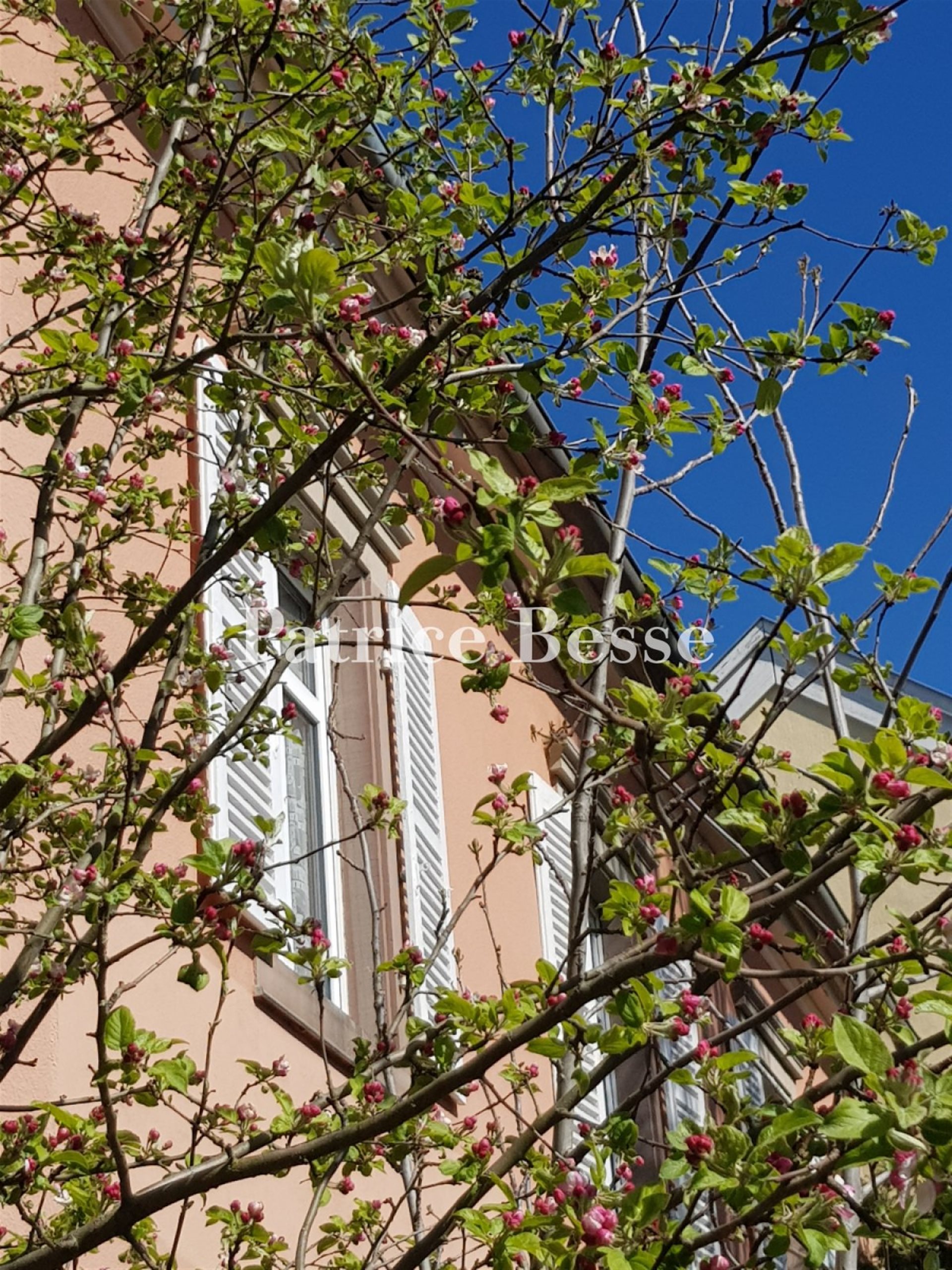 Maison à vendre, 445m², Colmar