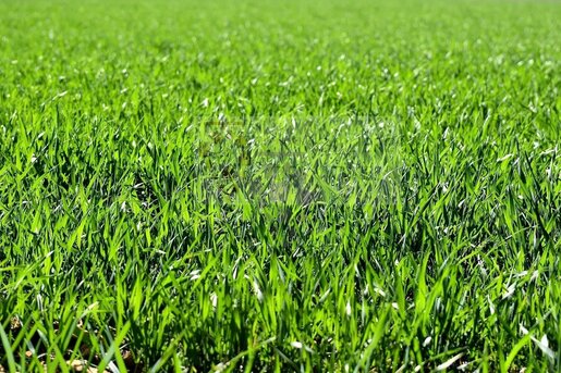 Terrain 400 m² · à Castres-Gironde · 400 m² · 127 500 €