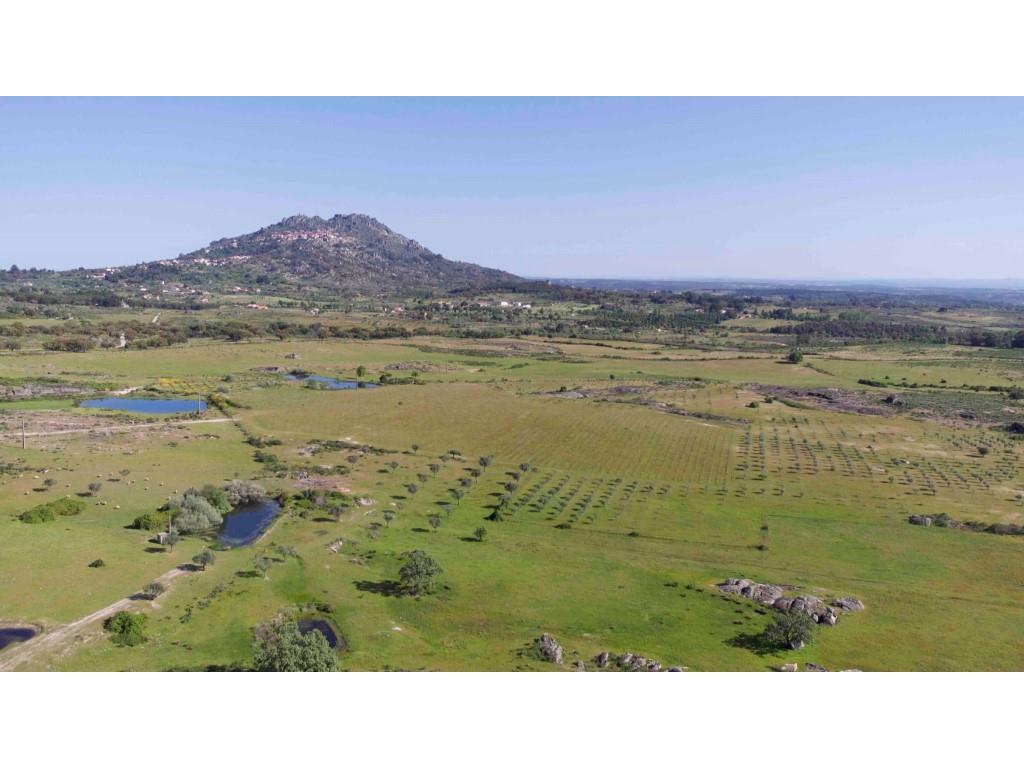 Herdade em Terreno Biológico Certificado, em Monsanto