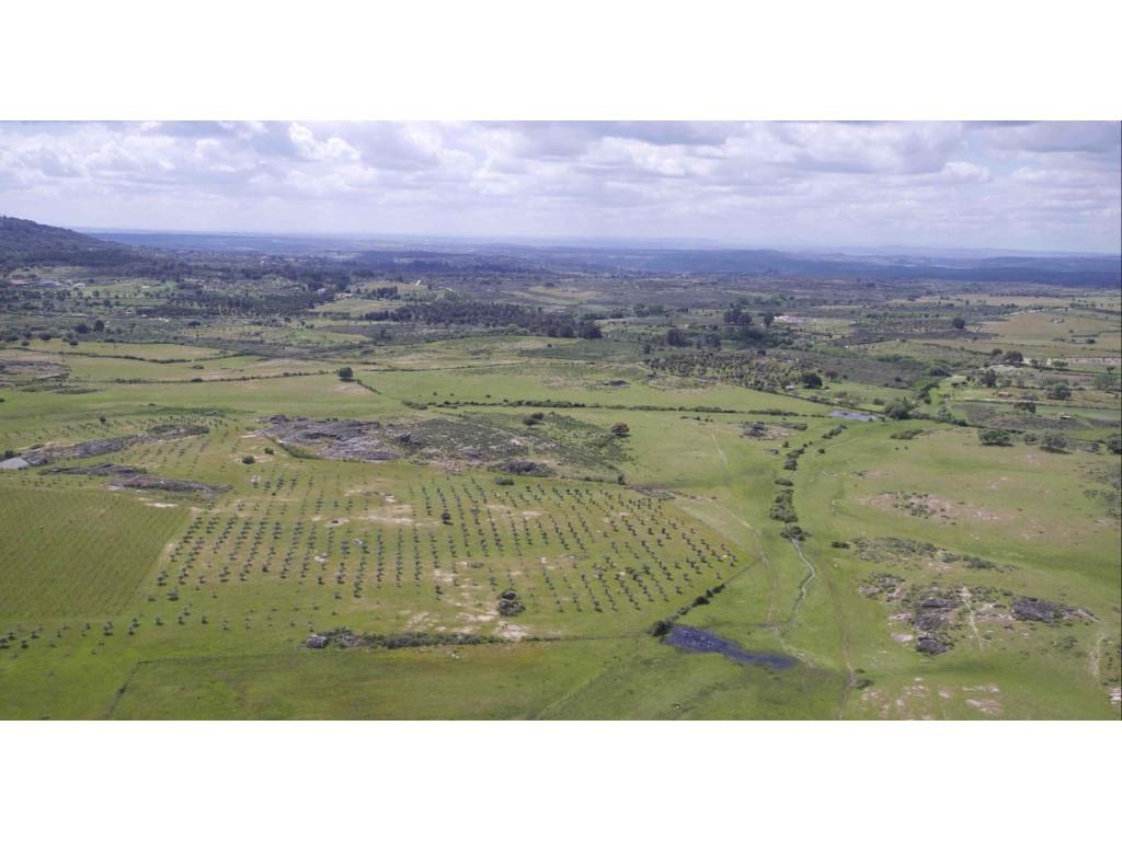 Herdade em Terreno Biológico Certificado, em Monsanto