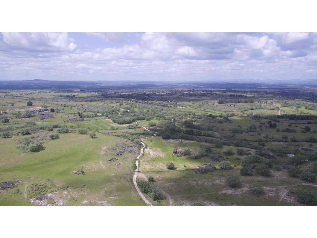 Herdade em Terreno Biológico Certificado, em Monsanto