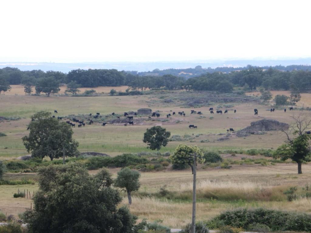 Herdade em Terreno Biológico Certificado, em Monsanto
