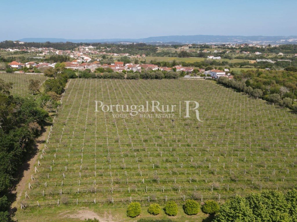 Quinta uit de 17e eeuw met 14 ha, kapel, zwembad en agrarische exploitatie, Coimbra