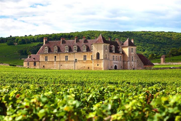 Vignoble en Bourgogne, France